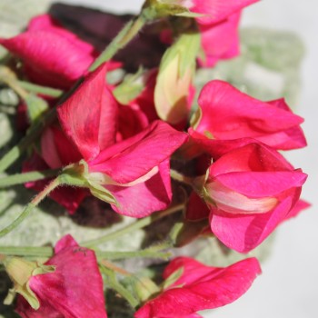 Duftwicke Spencer Zorija Rose (Samen)