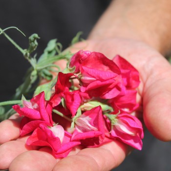 Duftwicke Spencer Zorija Rose (Samen)