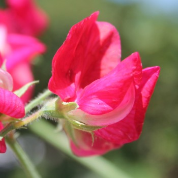 Duftwicke Spencer Zorija Rose (Samen)