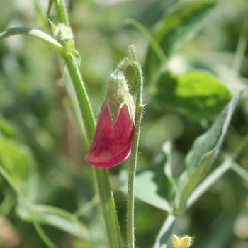 Duftwicke Spencer Zorija Rose (Samen)