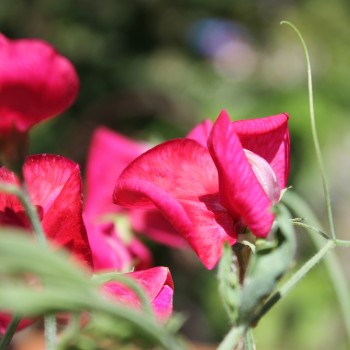 Duftwicke Spencer Zorija Rose (Samen)
