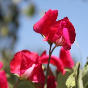 Duftwicke Spencer Zorija Rose (Samen)