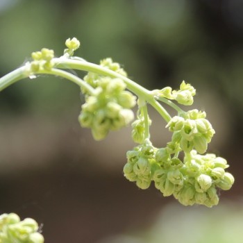 Neu! Duft-Wiesenraute (Samen)