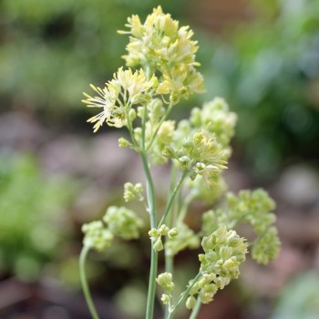 Neu! Duft-Wiesenraute (Samen)