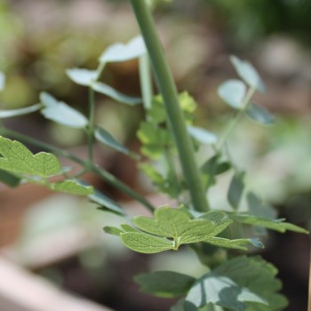 Neu! Duft-Wiesenraute (Samen)