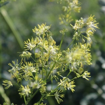 Neu! Duft-Wiesenraute (Samen)