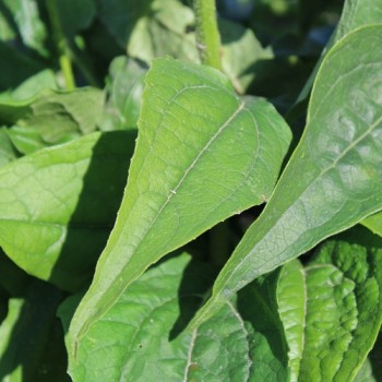 Neu! Echinacea Alan‘s Pride (Samen)