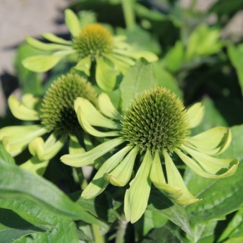 Neu! Echinacea Alan‘s Pride (Samen)