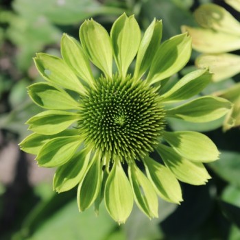 Neu! Echinacea Alan‘s Pride (Samen)