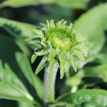 Neu! Echinacea Alan‘s Pride (Samen)