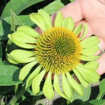 Neu! Echinacea Alan‘s Pride (Samen)