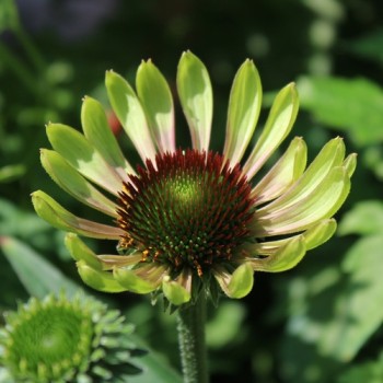 Echinacea Green Twister (Samen)