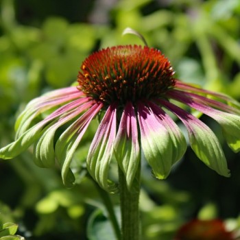 Echinacea Green Twister (Samen)