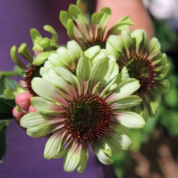 Echinacea Green Twister (Samen)