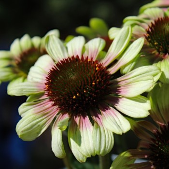 Echinacea Green Twister (Samen)