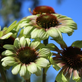 Echinacea Green Twister (Samen)