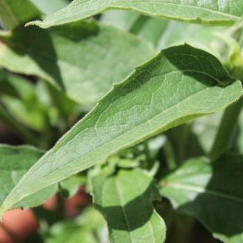 Echinacea Green Twister (Samen)