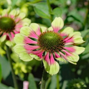 Echinacea Green Twister (Samen)