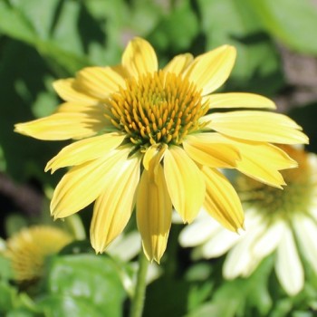 Neu! Echinacea Mellow Yellow (Samen)