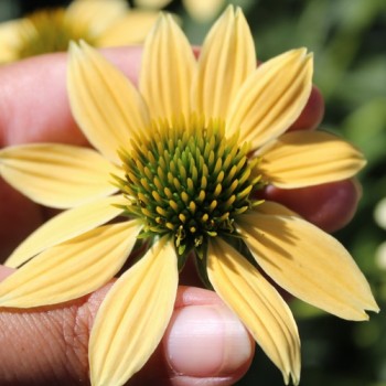 Neu! Echinacea Mellow Yellow (Samen)