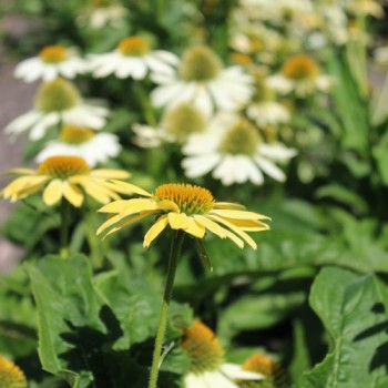 Neu! Echinacea Mellow Yellow (Samen)