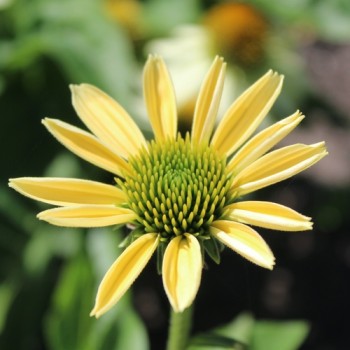 Neu! Echinacea Mellow Yellow (Samen)