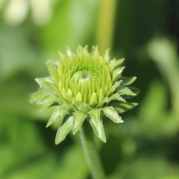 Neu! Echinacea Mellow Yellow (Samen)