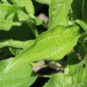 Neu! Echinacea Mellow Yellow (Samen)