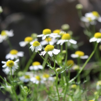 Echte Kamille Lutea (Samen)