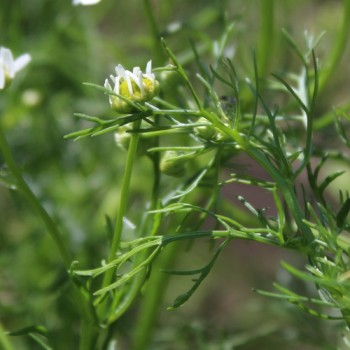Echte Kamille Lutea (Samen)