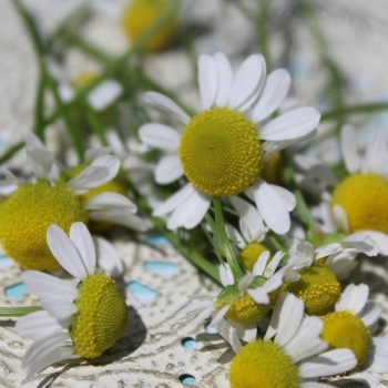 Echte Kamille Lutea (Samen)