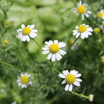 Echte Kamille Lutea (Samen)