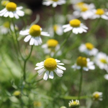 Echte Kamille Lutea (Samen)