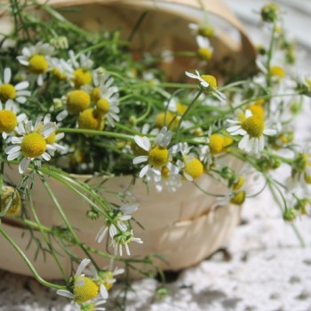 Echte Kamille Lutea (Samen)