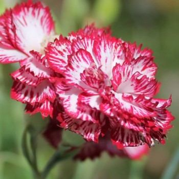 Edelnelke Beningna (Samen)
