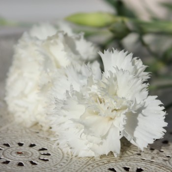 Edelnelke Jeanne Dionis (Samen)