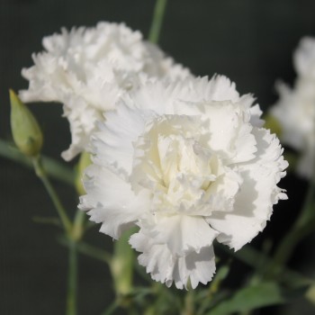 Edelnelke Jeanne Dionis (Samen)