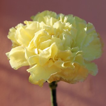 Edelnelke Marie Chabaud (Samen)