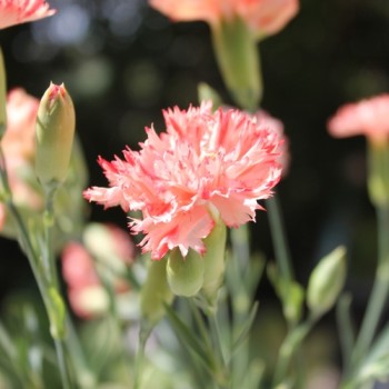 Edelnelke Orange Sherbett (Samen)