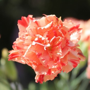Edelnelke Orange Sherbett (Samen)
