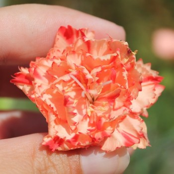 Edelnelke Orange Sherbett (Samen)