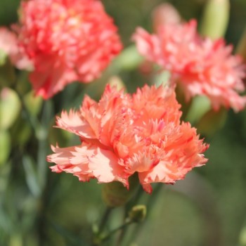Edelnelke Orange Sherbett (Samen)
