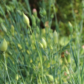 Edelnelke Orange Sherbett (Samen)