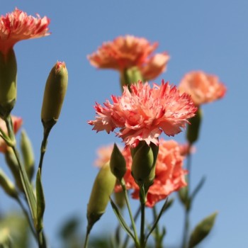 Edelnelke Orange Sherbett (Samen)