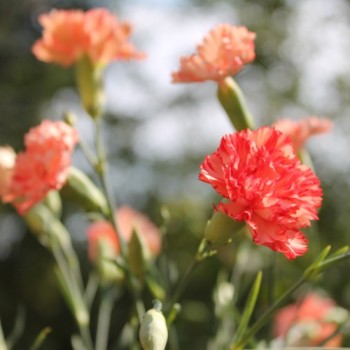 Edelnelke Orange Sherbett (Samen)