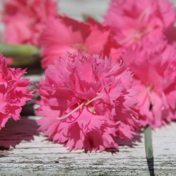 Edelnelke Rose Queen (Samen)
