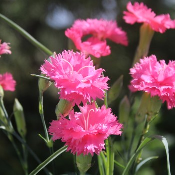 Edelnelke Rose Queen (Samen)
