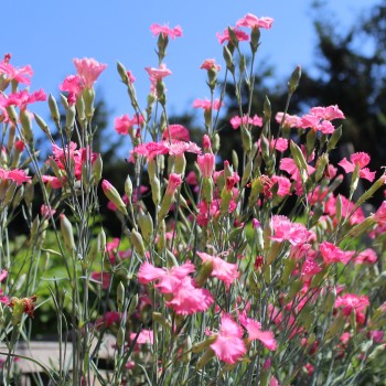 Edelnelke Rose Queen (Samen)