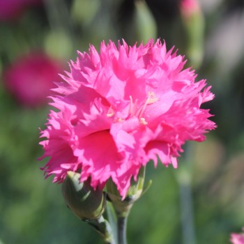 Edelnelke Rose Queen (Samen)