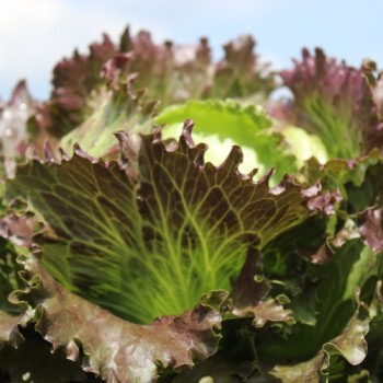 Eisbergsalat Derel (Samen)